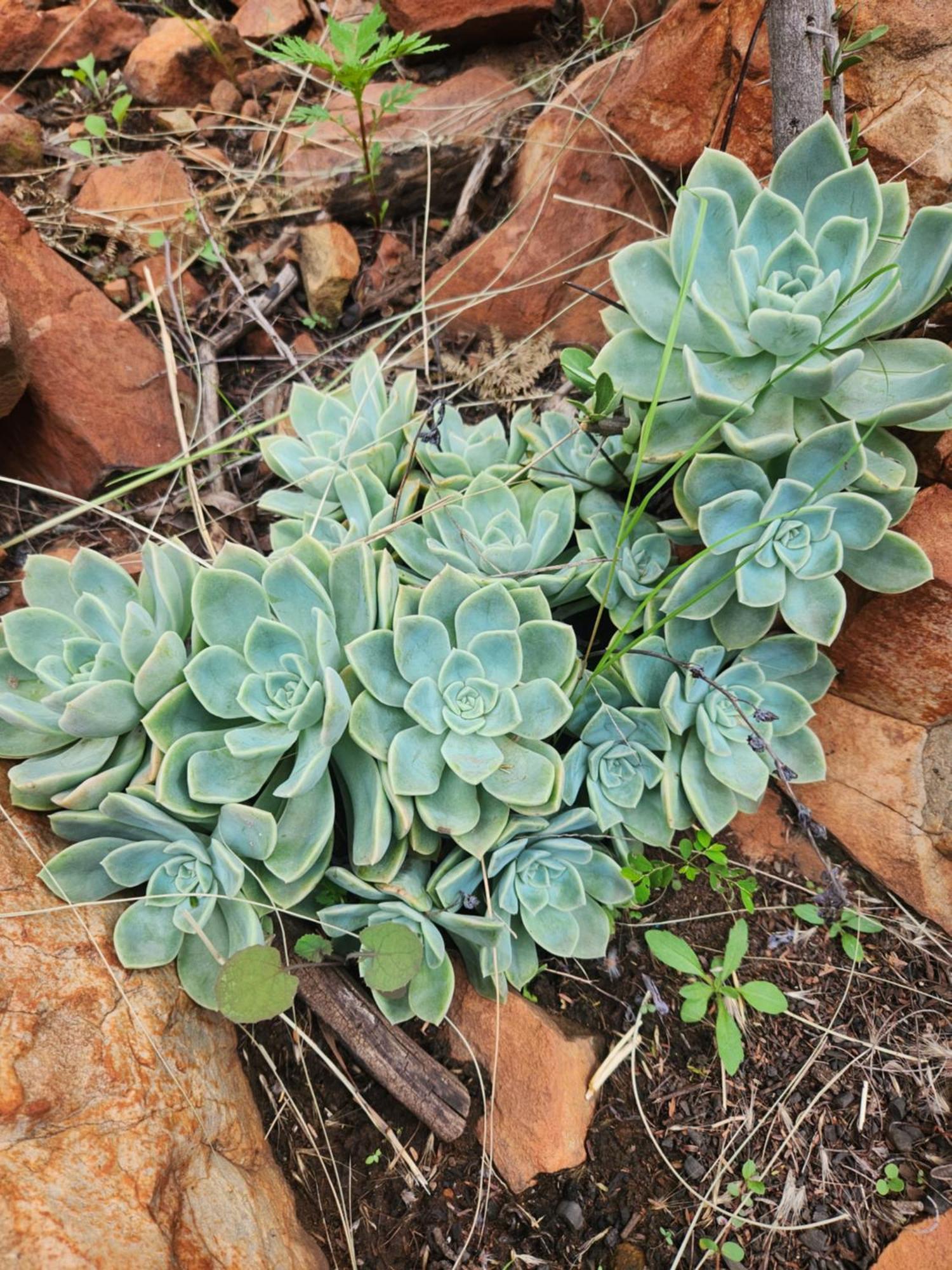 Pretoria-NoordSuikerbosrant Sleep And Go住宿加早餐旅馆 外观 照片